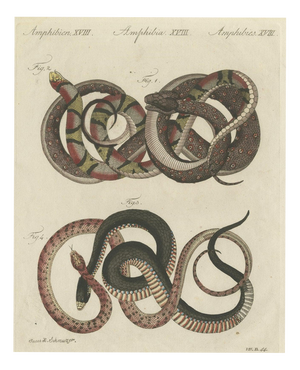 Bertuch, Four Intertwined Snakes, 1805, Print