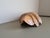 Vintage Handmade Carved Wooden Seashell Bowl, 1960s For Sale - Image 12 of 13