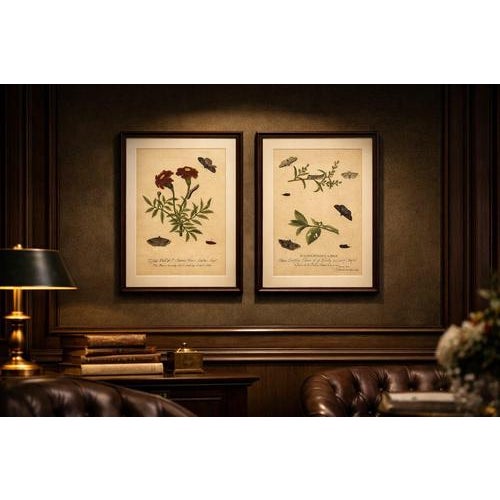 Antique Entomology Prints, English Insects on Marigold & Willow, Albin 1720 : A refined and visually striking pair of...