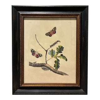 Vintage Moths & Oak Tree Botanical Print in Black & Gold Wood Frame For Sale