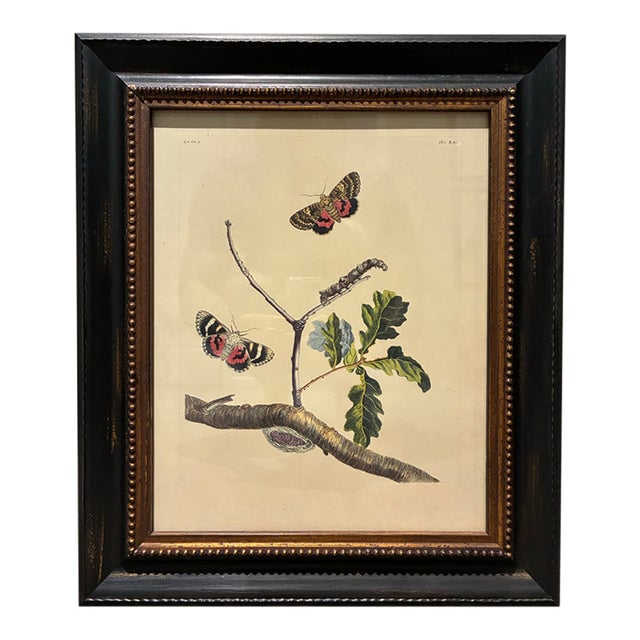 Vintage Moths & Oak Tree Botanical Print in Black & Gold Wood Frame For Sale