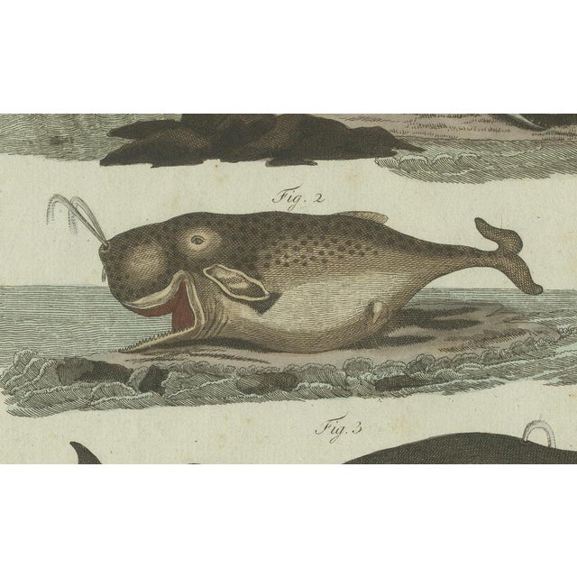 Bertuch, Sperm Whale and North Atlantic Whales, 1800, Engraving For Sale - Image 6 of 9