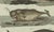 Bertuch, Sperm Whale and North Atlantic Whales, 1800, Engraving For Sale - Image 6 of 9
