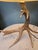 Vintage Antler Table Lamp For Sale In Indianapolis - Image 6 of 9