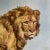1937 book illustration by noted animal and wildlife painter, Diana Thorne. This one is of a Lion. On nicely textured paper...