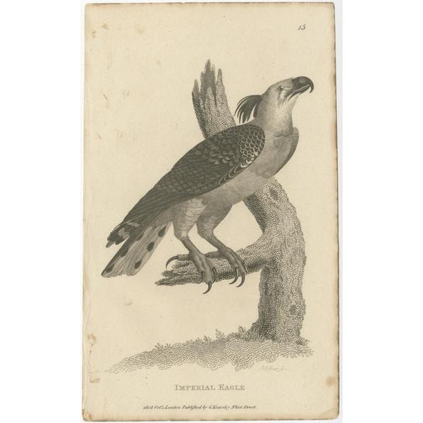 Set of two antique bird prints titled 'Imperial Eagle' and 'Auriculated Vulture'. Lithographs showing the imperial eagle...