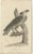 Set of two antique bird prints titled 'Imperial Eagle' and 'Auriculated Vulture'. Lithographs showing the imperial eagle...