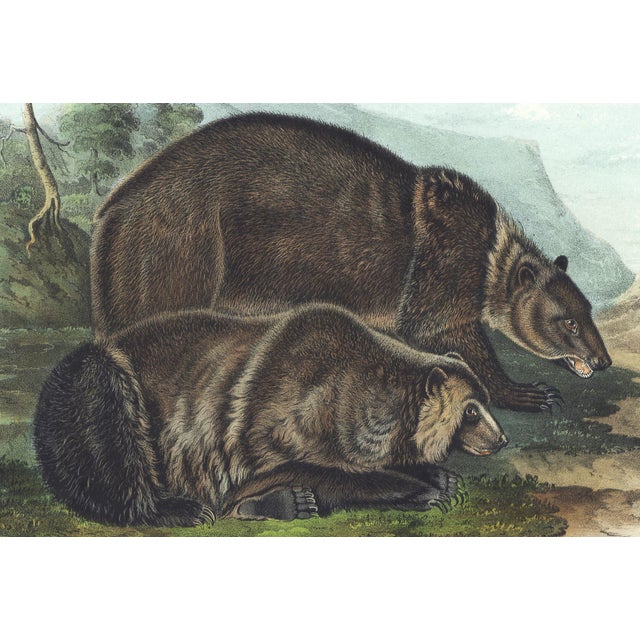 Original first edition Audubon stone lithograph from "The Viviparous Quadrupeds of North America", octavo edition, printed...