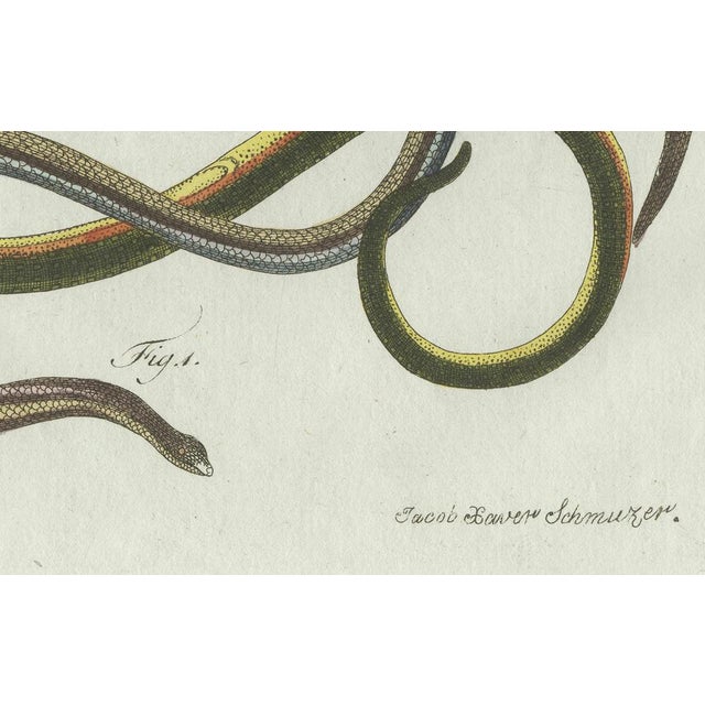 Early 19th Century Bertuch, Four Slow Worms and Legless Lizards, 1802, Engraving For Sale - Image 5 of 10