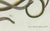 Early 19th Century Bertuch, Four Slow Worms and Legless Lizards, 1802, Engraving For Sale - Image 5 of 10