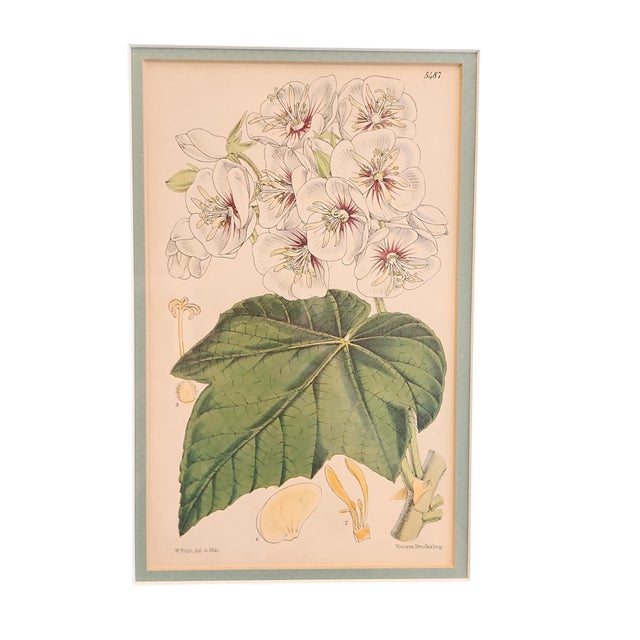 Walter Hood Fitch and Louis Van Houte 19th Century Botanical Print For Sale In Atlanta - Image 6 of 9