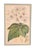 Walter Hood Fitch and Louis Van Houte 19th Century Botanical Print For Sale In Atlanta - Image 6 of 9