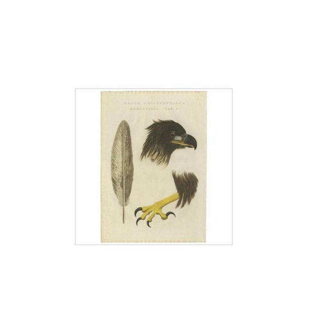 Antique print titled 'falco leucocephalus hornotinus tab. 2'. The white-tailed eagle (haliaeetus albicilla) is a very...