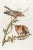 Paper 1980s The Abbeville Press Edition of the Red-Shouldered Hawk (Plate 56) From the Birds of America by John James Audubon For Sale - Image 7 of 7