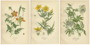 Loasa Lateritia, Mentzelia Lindleyi and Passion-Flower, 1897, Paper, Set of 3