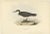 Antique bird print titled 'dusky shearwater'. Old bird print depicting the dusky shearwater. This print originates from...