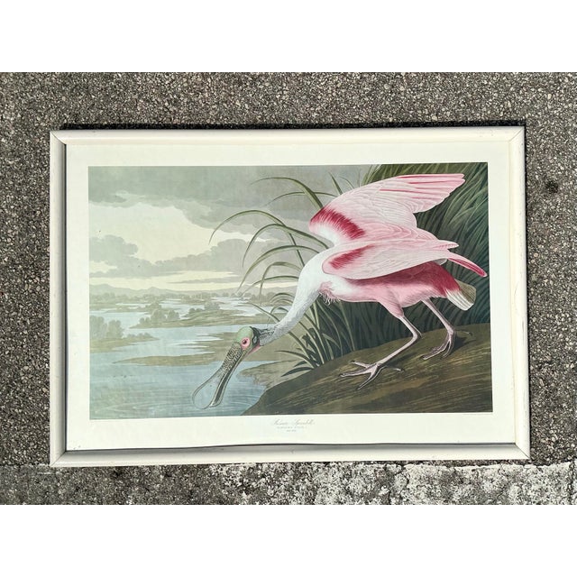 Vintage Audubon Print of Pink Spoonbill For Sale - Image 12 of 12