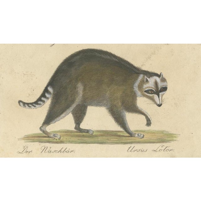 Brodtmann, Raccoon, Honey Badger & Wolverine, Lithograph, 1816 For Sale - Image 6 of 10