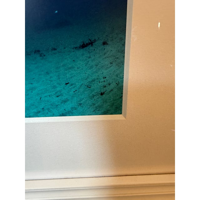Photography Brian Skerry North Atlantic Whale Photography For Sale - Image 7 of 12