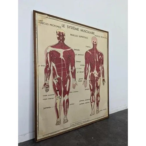 Framed School Anatomy Poster For Sale - Image 3 of 3