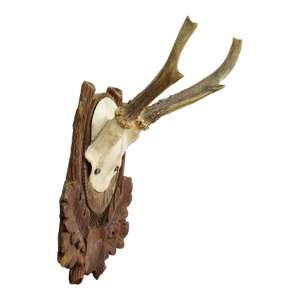 Black Forest Vintage Roe Deer Trophy on Carved Plaque, Germany 1930s