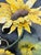1990s Peggy Clark "Sunflower Twist" Framed Watercolor, Circa 1994 For Sale - Image 5 of 11