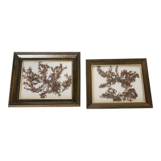 1970s Florida Brown SeaWeed Sargassum Herbarium a Pair Framed For Sale
