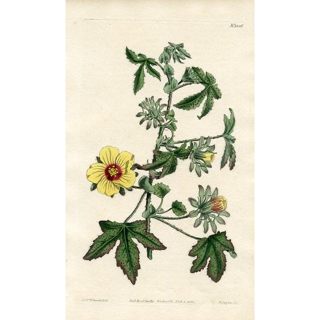 Original early-1800s hand-colored botanical print published in "Curtis's Botanical Magazine", the oldest and longest...