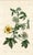 Original early-1800s hand-colored botanical print published in "Curtis's Botanical Magazine", the oldest and longest...