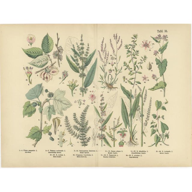 Antique Botanical Charts of German Wildflowers, Stuttgart, 1885, Set of 6 For Sale - Image 4 of 9