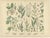 Antique Botanical Charts of German Wildflowers, Stuttgart, 1885, Set of 6 For Sale - Image 4 of 9
