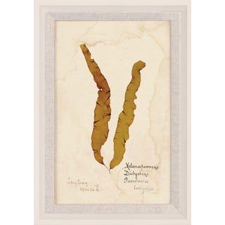 Capistrano Seaweed 13, Small, Framed Artwork For Sale