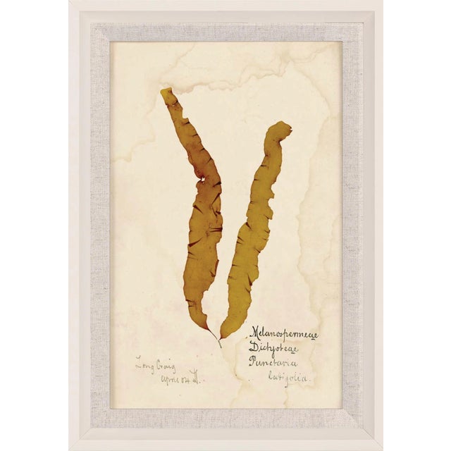 Capistrano Seaweed 13, Small, Framed Artwork For Sale