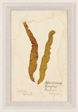 Capistrano Seaweed 13, Small, Framed Artwork