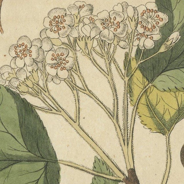 Bertuch, Aeg, Whitebeam and Wild Service Tree in Blossom, 1815, Print For Sale - Image 4 of 12