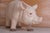 Large 75 cm longs and 10 kg heavy plastic resin sculpture of pig suitable for butcher shops, restaurant or just a...