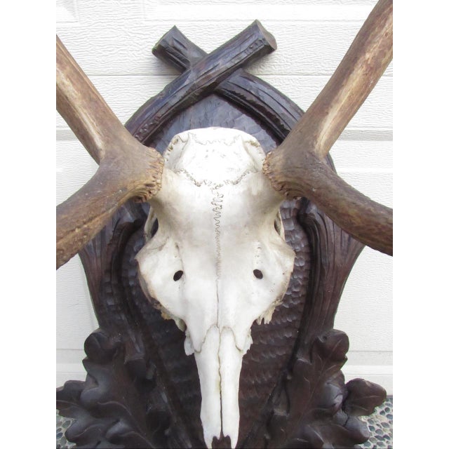 1940s Vintage Black Forest Mounted Deer Antlers For Sale - Image 5 of 16