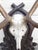 1940s Vintage Black Forest Mounted Deer Antlers For Sale - Image 5 of 16