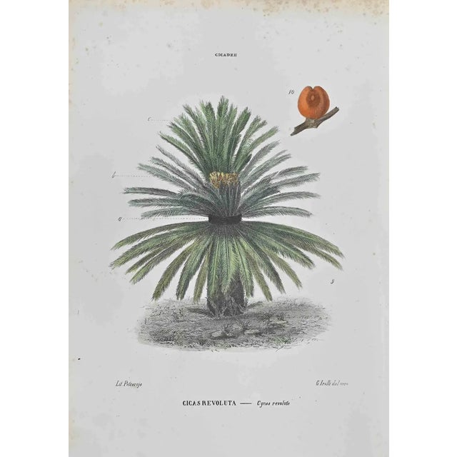 Vincenzo Tenore, Cicas Revoluta, Lithograph, 1870s For Sale