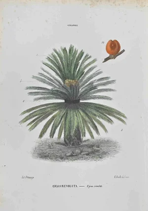 Vincenzo Tenore, Cicas Revoluta, Lithograph, 1870s