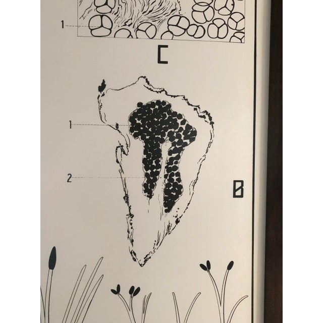 Wood Large French Botanical Chart and Frame by Dr. Auzoux, Paris 1950's For Sale - Image 7 of 9