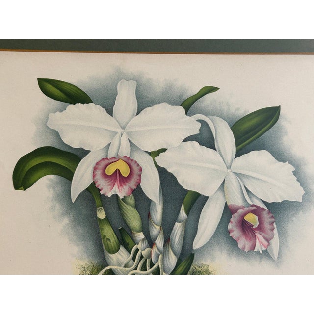 A. Goossens 1890 Antique Botanical Color Lithograph of Laelia Praestans Orchids For Sale - Image 4 of 6