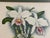 A. Goossens 1890 Antique Botanical Color Lithograph of Laelia Praestans Orchids For Sale - Image 4 of 6