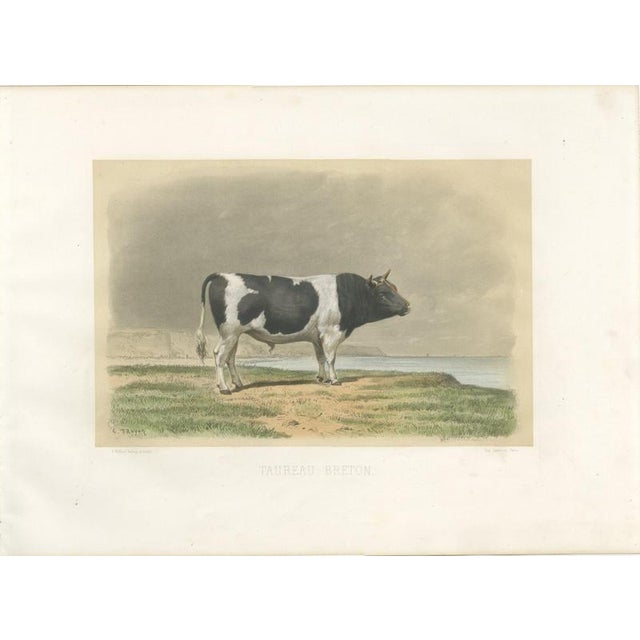 Breton Bull, Cattle Print After Constant Troyon, 1873, Paper For Sale - Image 3 of 12