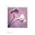 Robert Mapplethorpe Flowers (Purple Calla Lily) Poster For Sale