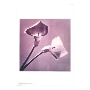 Robert Mapplethorpe Flowers (Purple Calla Lily) Poster