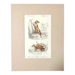 Original Antique D'Orbigny Hand-Colored Engraving, Opossum in 11x14 Mat