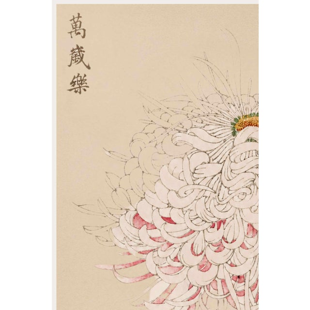 This elegant White Spider Chrysanthemum is reproduced from Keika Hyakugiku, Plate 38 (1893), the celebrated botanical...