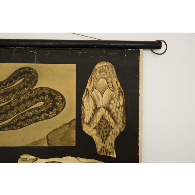 Jung-Koch-Quentell German Zoological Snake Anatomy Wall Chart, C. 1960s For Sale - Image 13 of 18