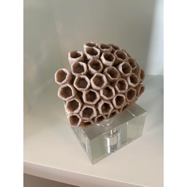 Inspired by nature, the Arteriors Wilcomb sculpture’s design is reminiscent of coral, with its mass of organic openings....
